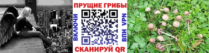Псилоцибиновые грибы Psilocybe  Кумертау 